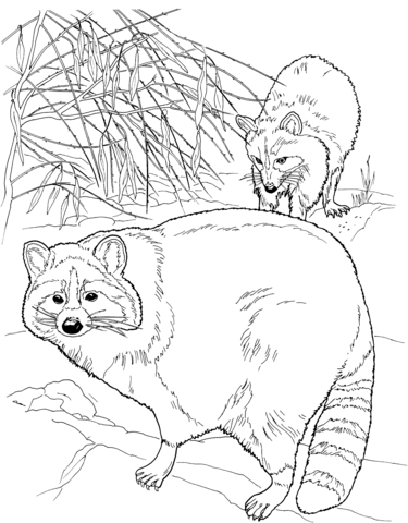 Two North American Raccoons Coloring Page